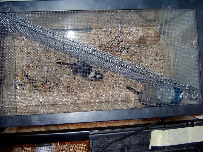 Q's Making Permenent Split Cage The Gerbil Forum
